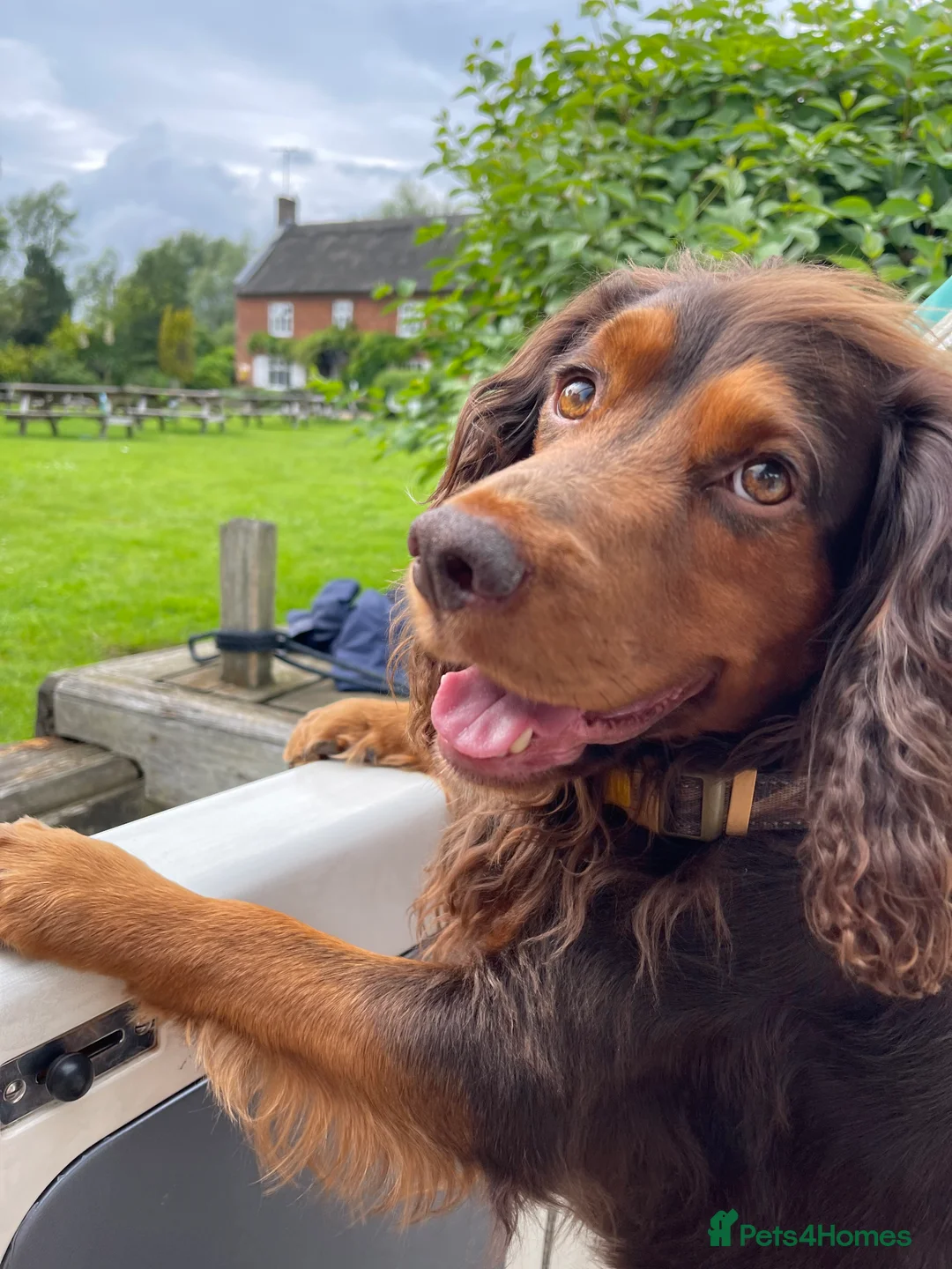 Cocker Spaniel dogs for stud: Choc & tan health tested working cocker in Doncaster - Advert 16