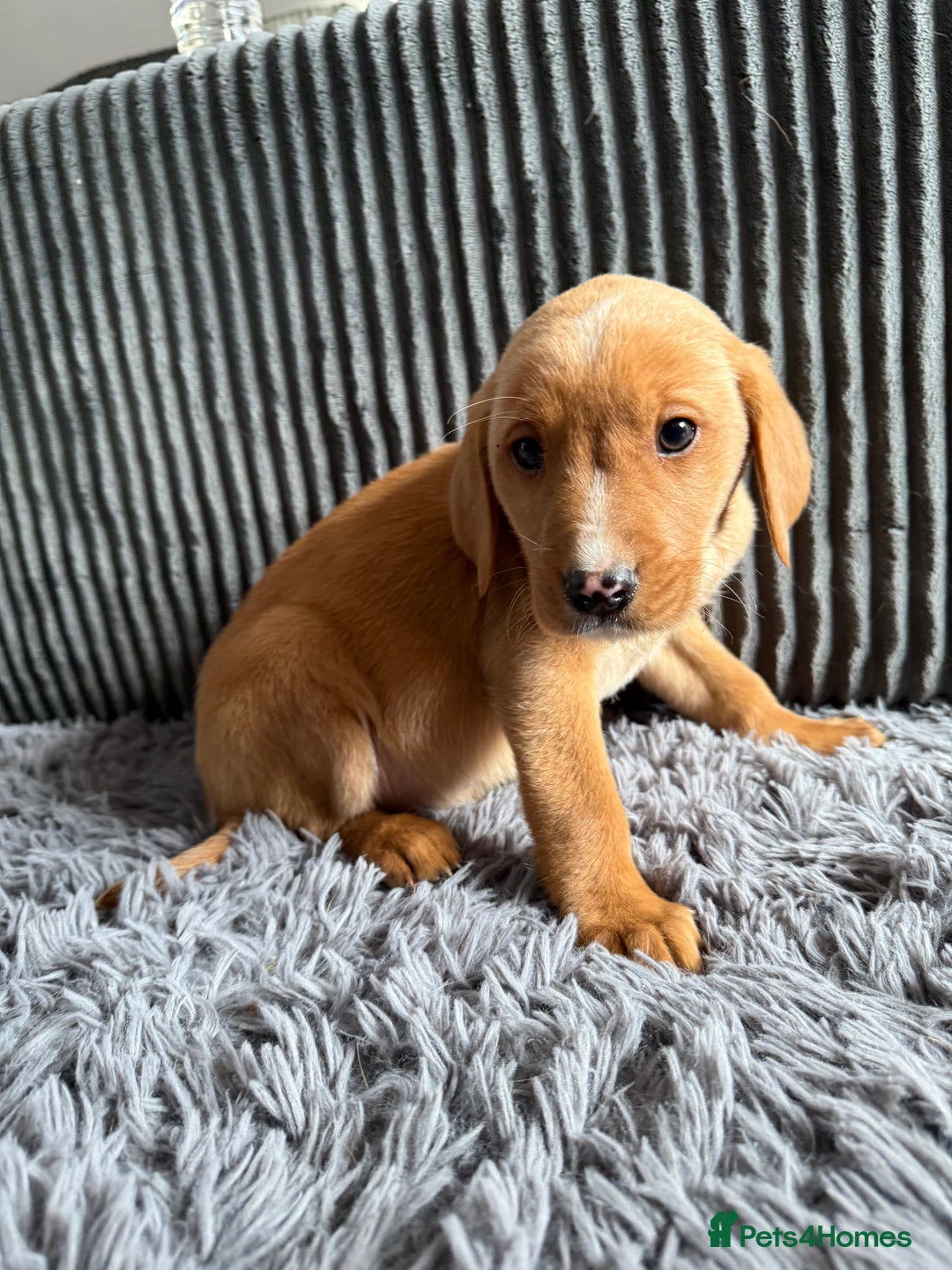 Labrador Retriever dogs for sale: Male Red fox labrador - Advert 3