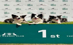 Border Collie dogs for sale: WINNING CRUFTS COMPETITORS. KC REG, HEALTH TESTED - Image 14