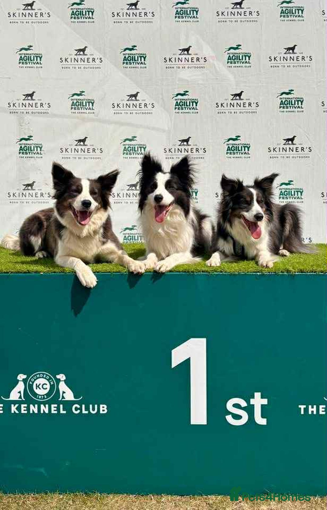 Border Collie dogs for sale: WINNING CRUFTS COMPETITORS. KC REG, HEALTH TESTED - Image 14