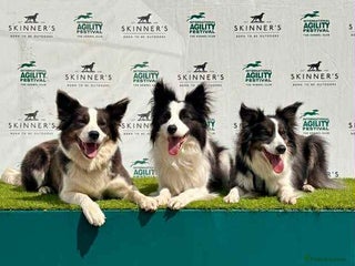 Border Collie dogs WINNING CRUFTS COMPETITORS. KC REG, HEALTH TESTED - Advert 4