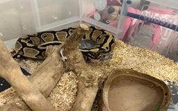 Python Snake reptiles for sale: Two pythons for sale - Advert 9