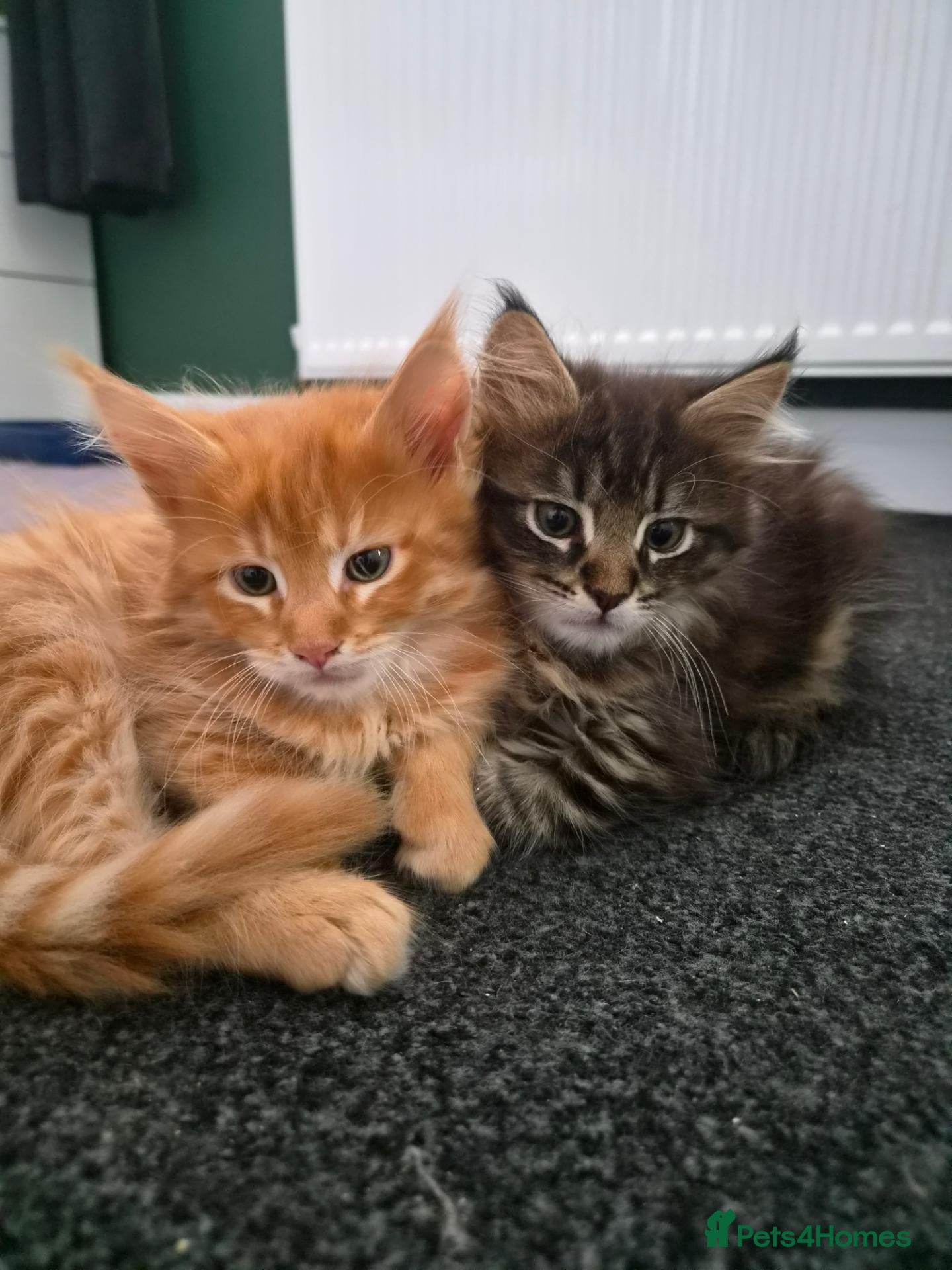 Maine Coon cats 5 Beautiful Maine Coon Kittens  - Advert 10