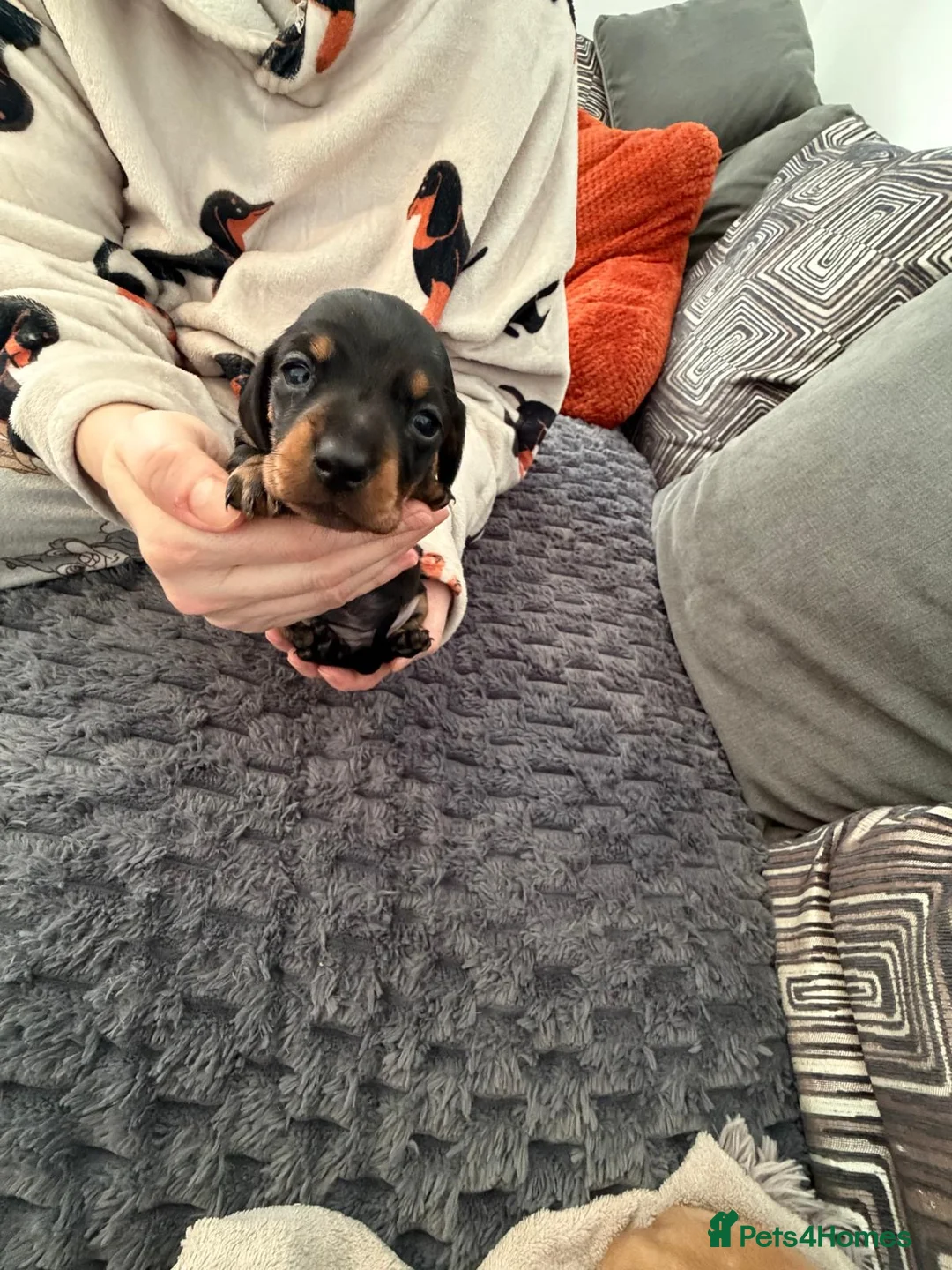 Miniature Dachshund dogs for sale: 4 female miniature dachshunds. - Advert 4