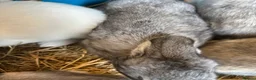 Continental Giant rabbits for sale: Worlds Biggest Bunnies  - Advert 3