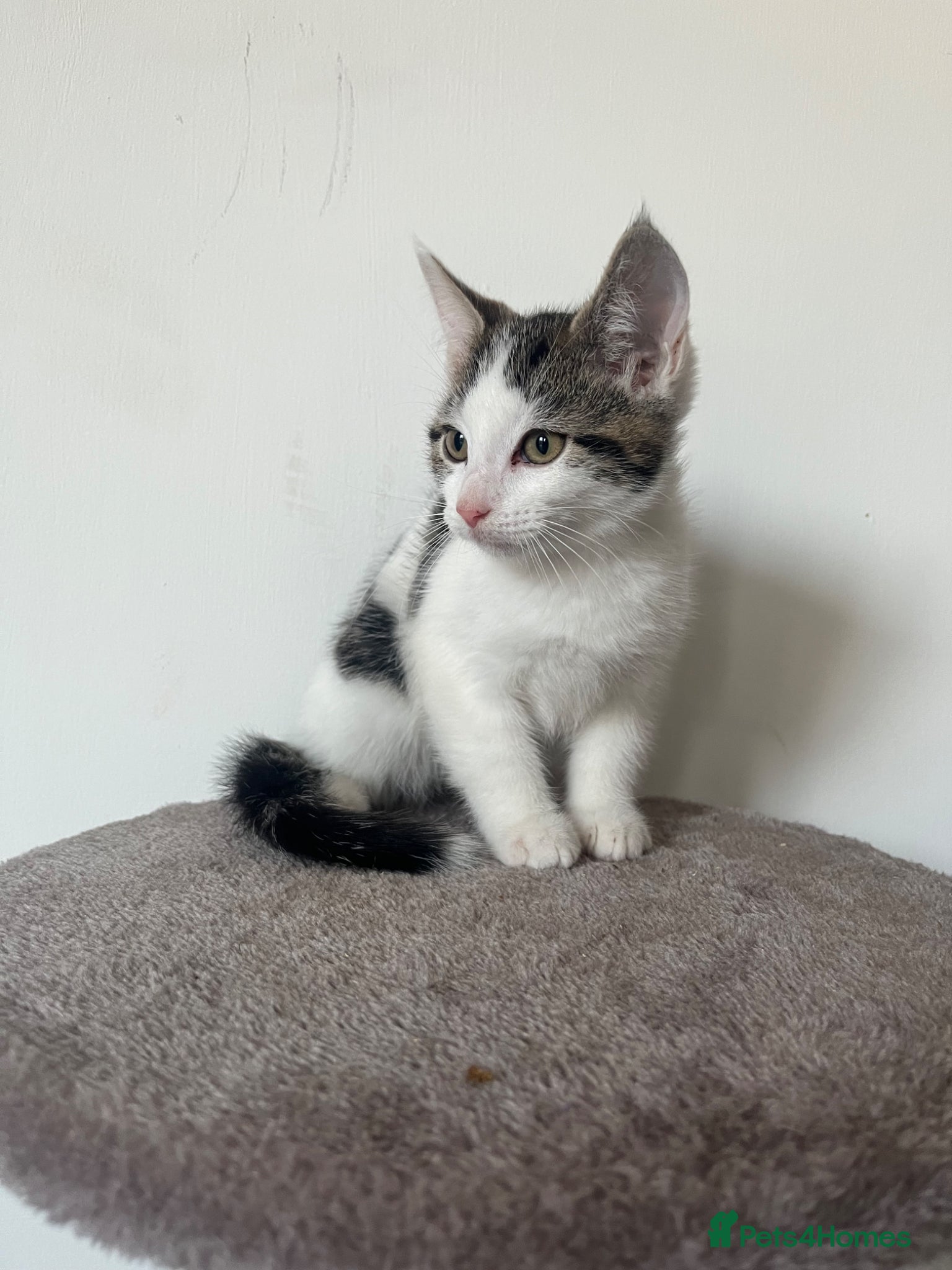 Mixed Breed cats Beautiful kittens - Advert 7