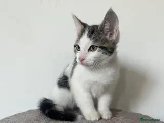 Mixed Breed cats Beautiful kittens - Advert 7