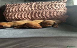 Miniature Dachshund dogs for sale: 3 gorgeous miniature daschunds - Image 8