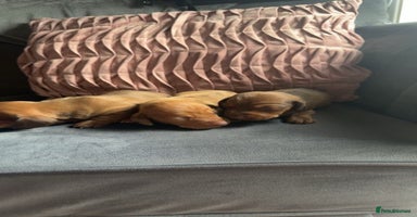 Miniature Dachshund dogs - Advert 3