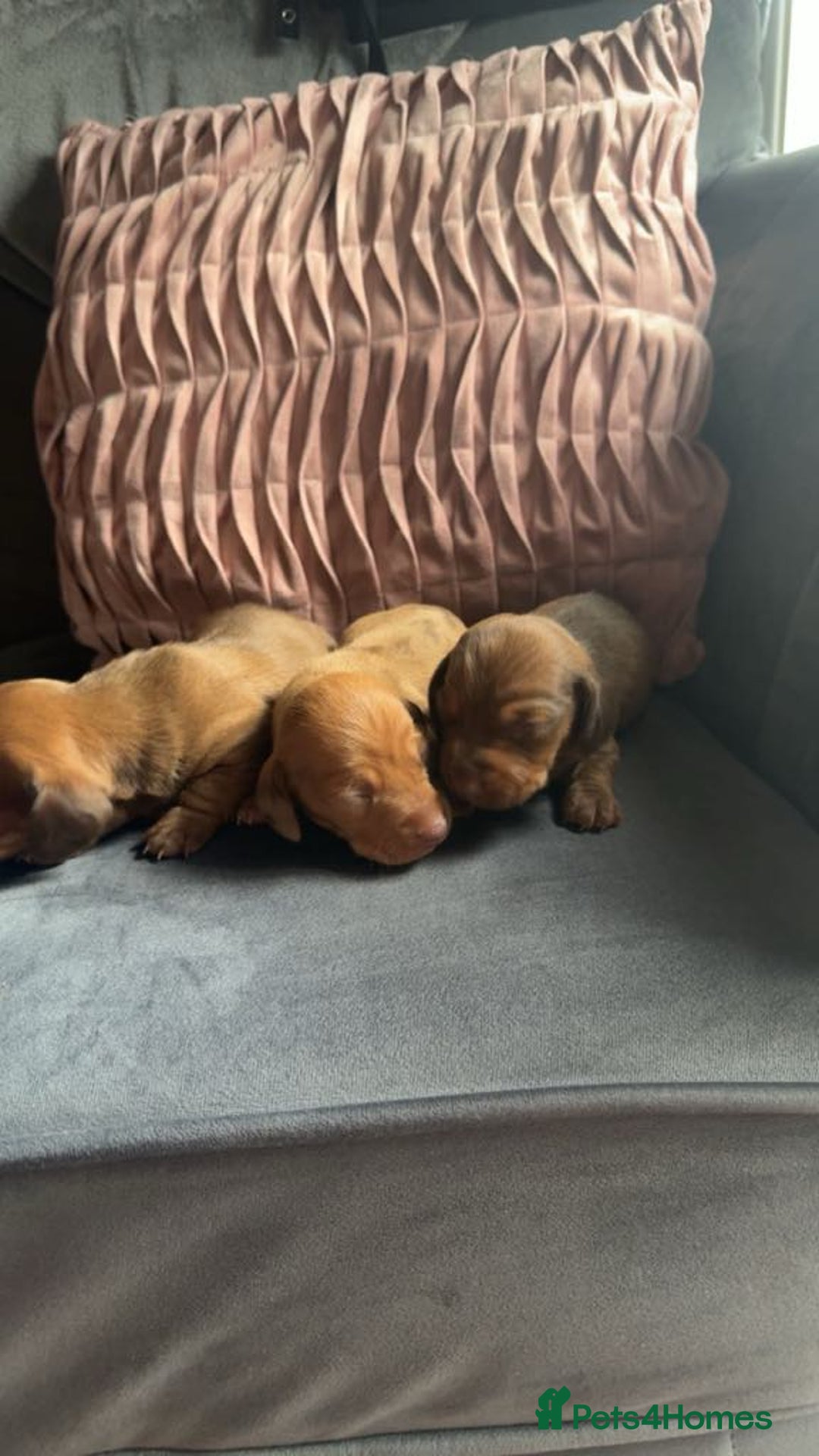 Miniature Dachshund dogs for sale: 3 gorgeous miniature daschunds - Image 8