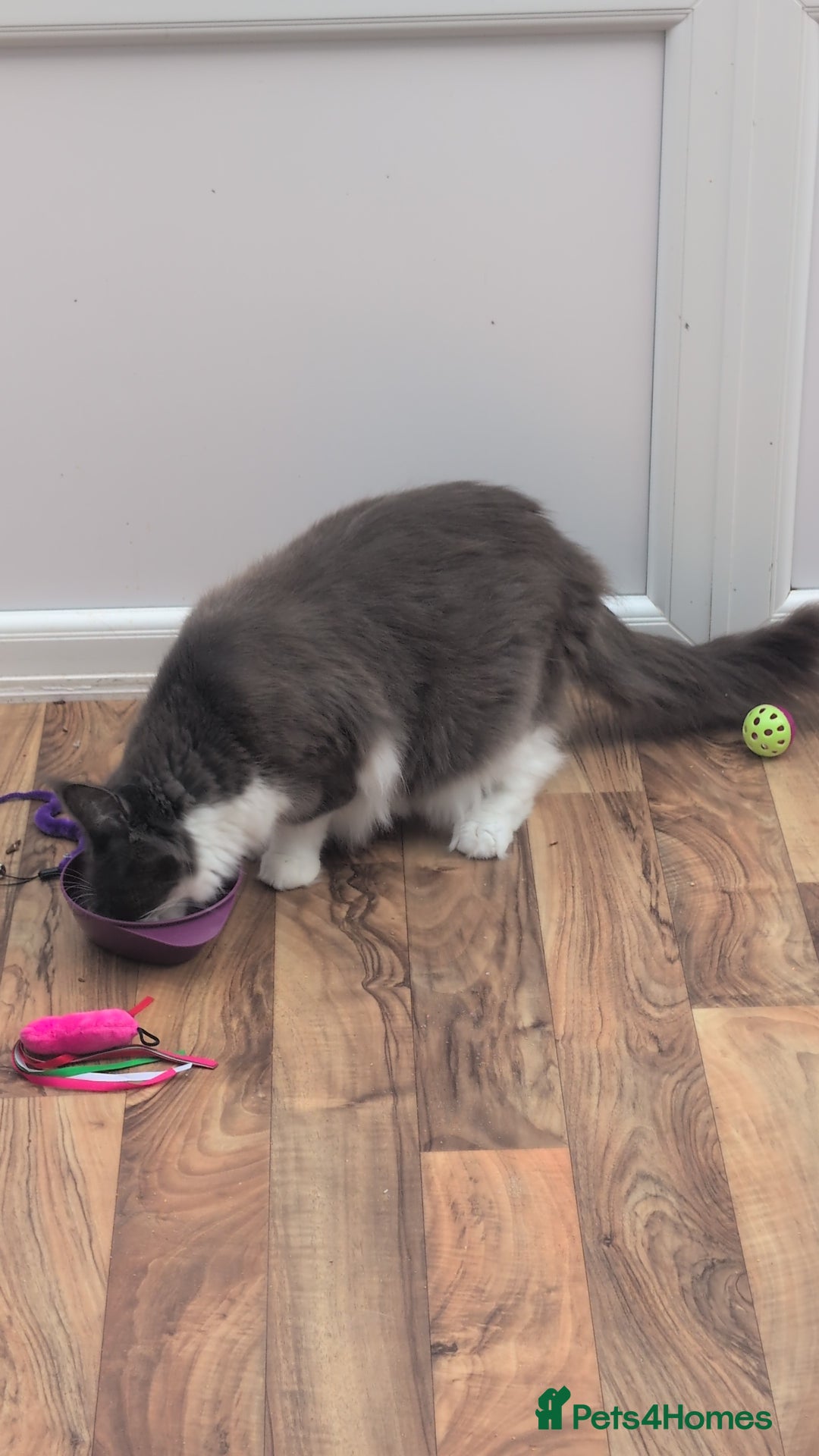 Maine Coon cats for sale: GCCF Maine Coon Cat for Sale – Loving Lap Cat - Image 2