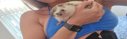 Pygmy Hedgehog rodents for sale: Sweetest little girl Hedgehog - Advert 8