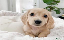 Miniature Dachshund dogs for sale: Miniature Dachshund puppies! - Image 6