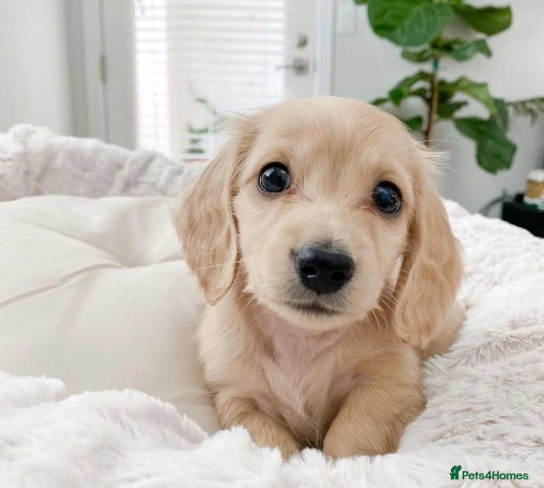 Miniature Dachshund dogs for sale: Miniature Dachshund puppies! - Image 6