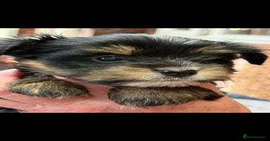 Yorkshire Terrier dogs - Advert 2