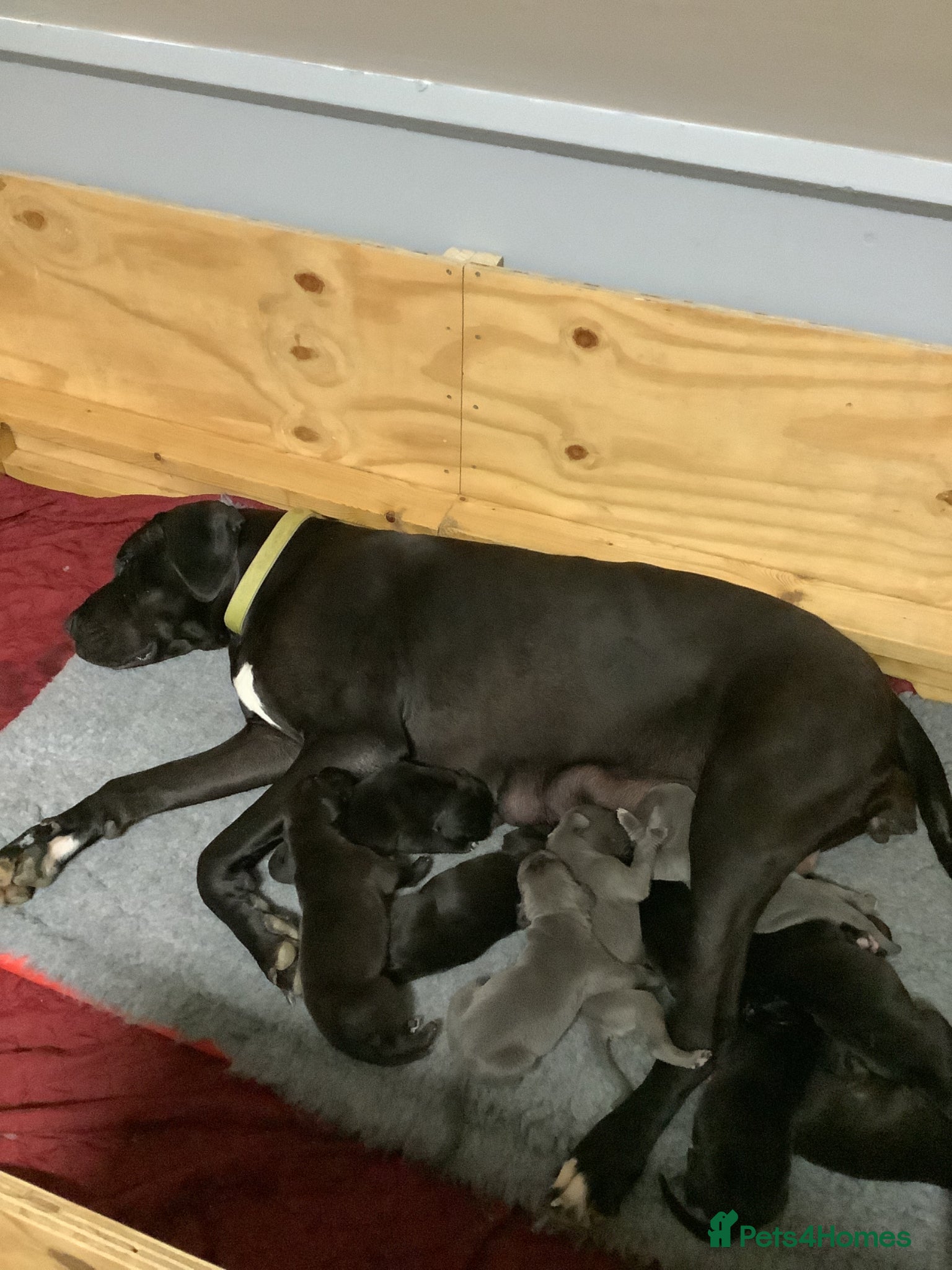 Great Dane dogs for sale: Great Dane puppies for sale - Advert 1