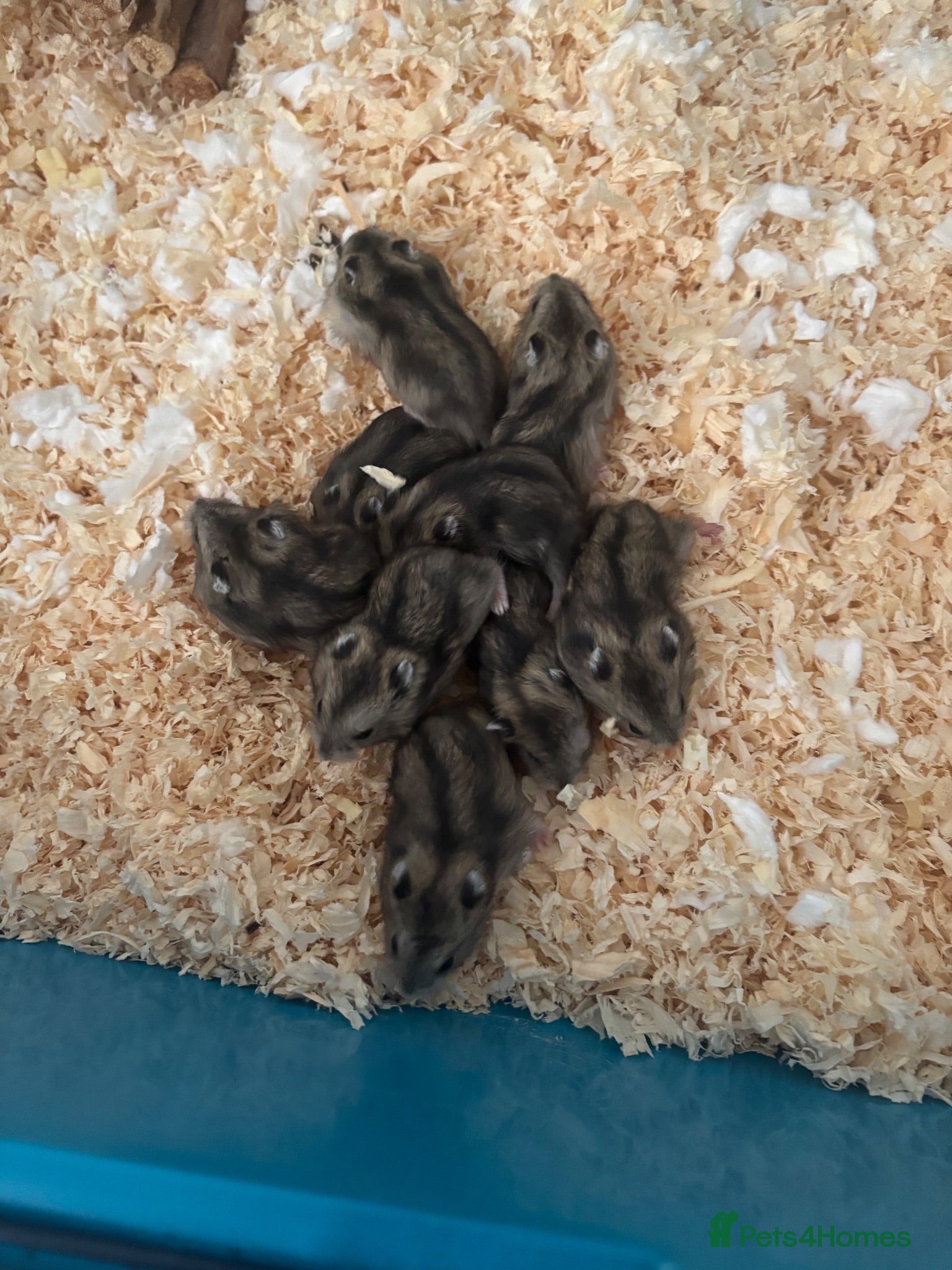Hamster rodents for sale: Russian dwarf hamsters - Advert 1