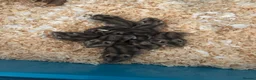 Hamster rodents for sale: Russian dwarf hamsters in Nottingham - Advert 1