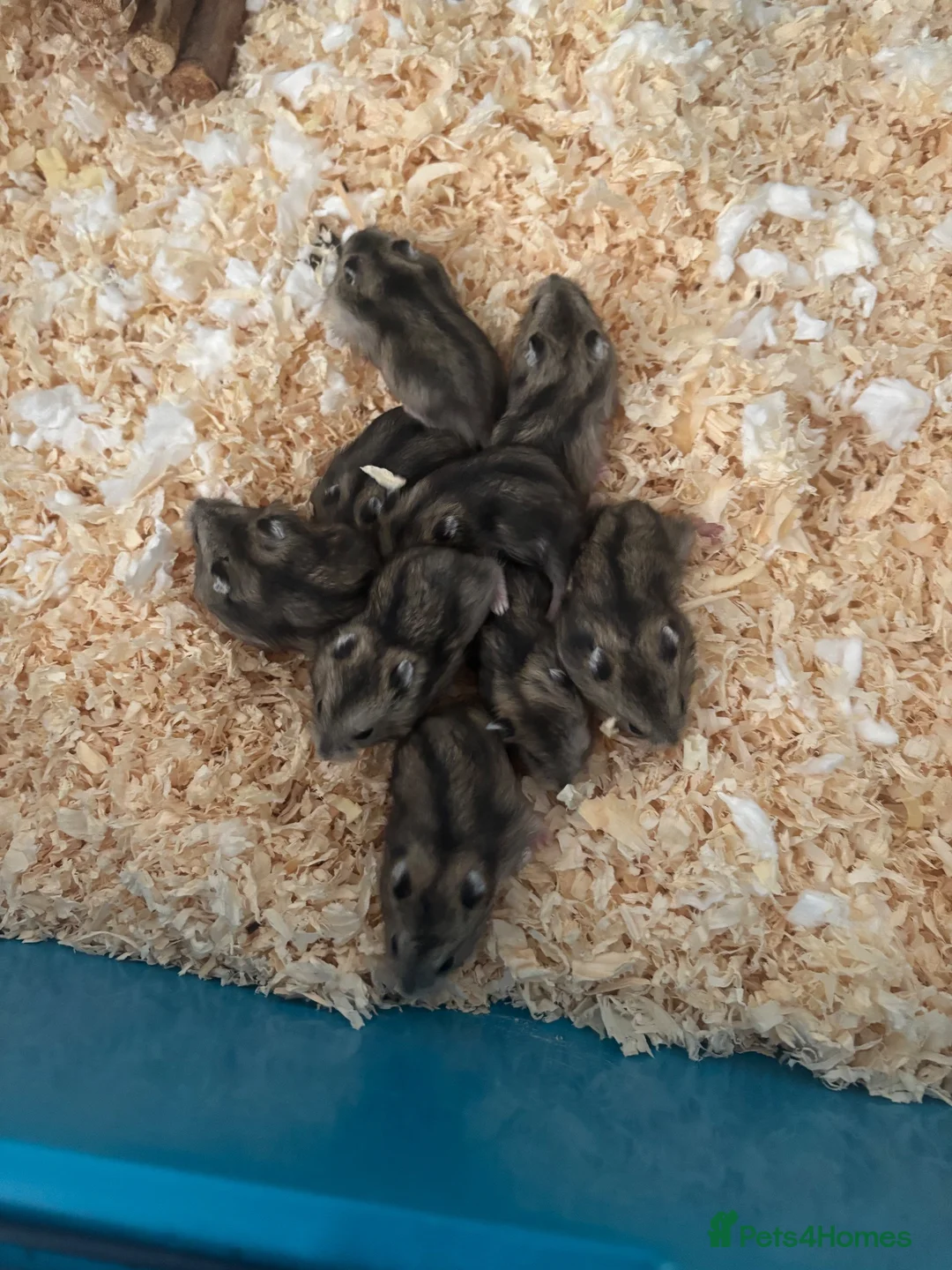 Hamster rodents for sale: Russian dwarf hamsters in Nottingham - Advert 1