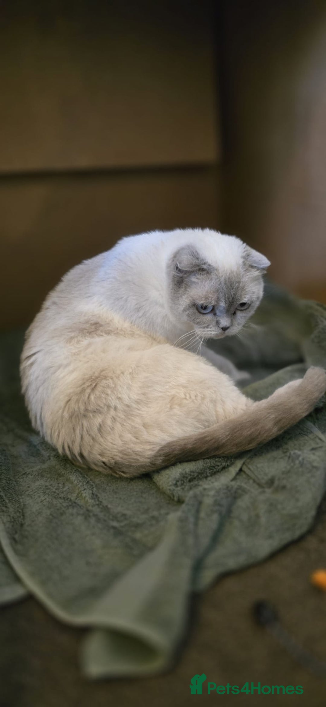 Scottish Fold cats for sale: Charming Scottish Fold Kitten – Born 7th July  - Image 6
