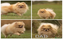 Pomeranian dogs for sale: True to type Pomeranian Puppies  - Image 17
