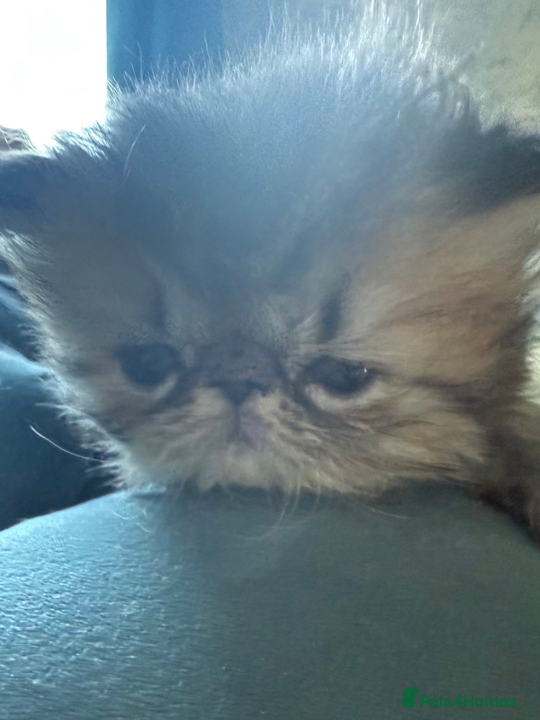 Persian cats for sale: Champion Line Persians  Black & Brown Tabby Girls - Image 5