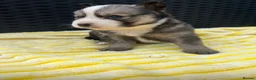 Pomsky dogs for sale: Pomsky puppys in Cardiff - Advert 21