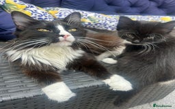 Ragdoll cats for sale: 3 Male Kittens Ragdoll X Turkish Angora  - Image 1
