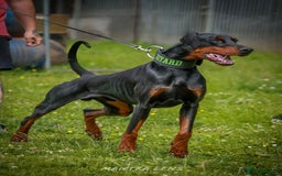 Dobermann dogs for stud: Working European Doberman Stud  - Image 1