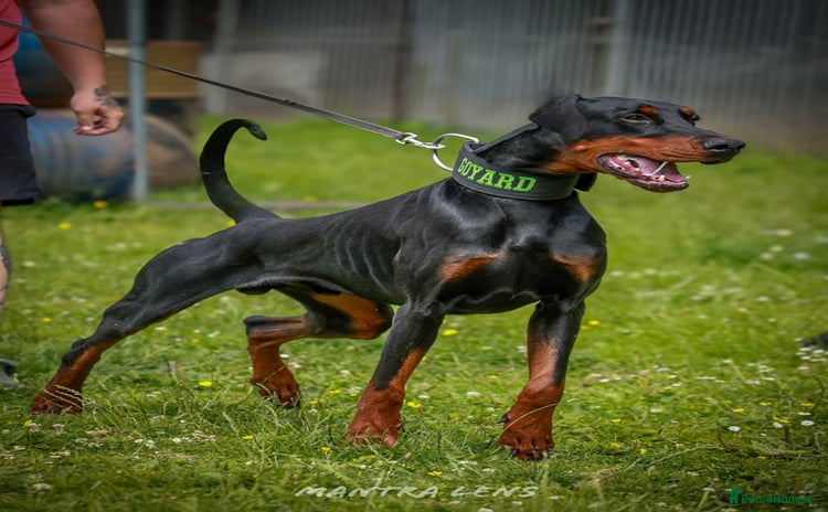 Dobermann dogs - Advert 1