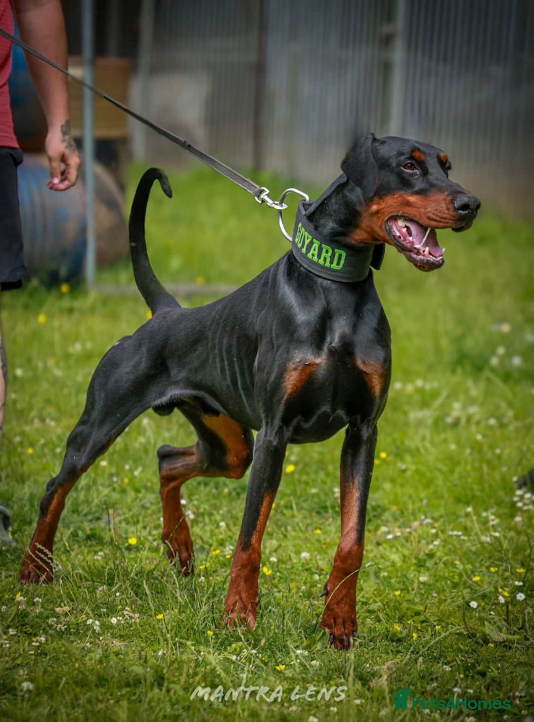 Dobermann dogs for stud: Working European Doberman Stud  - Image 1