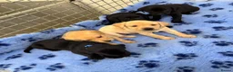 Labrador Retriever dogs for sale: ✨ 9 STUNNING KC REGISTERED LABRADOR PUPPIES! ✨ - Advert 14