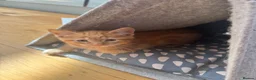 Mixed Breed cats for sale: Kittens looking for forever home in Glasgow - Advert 16