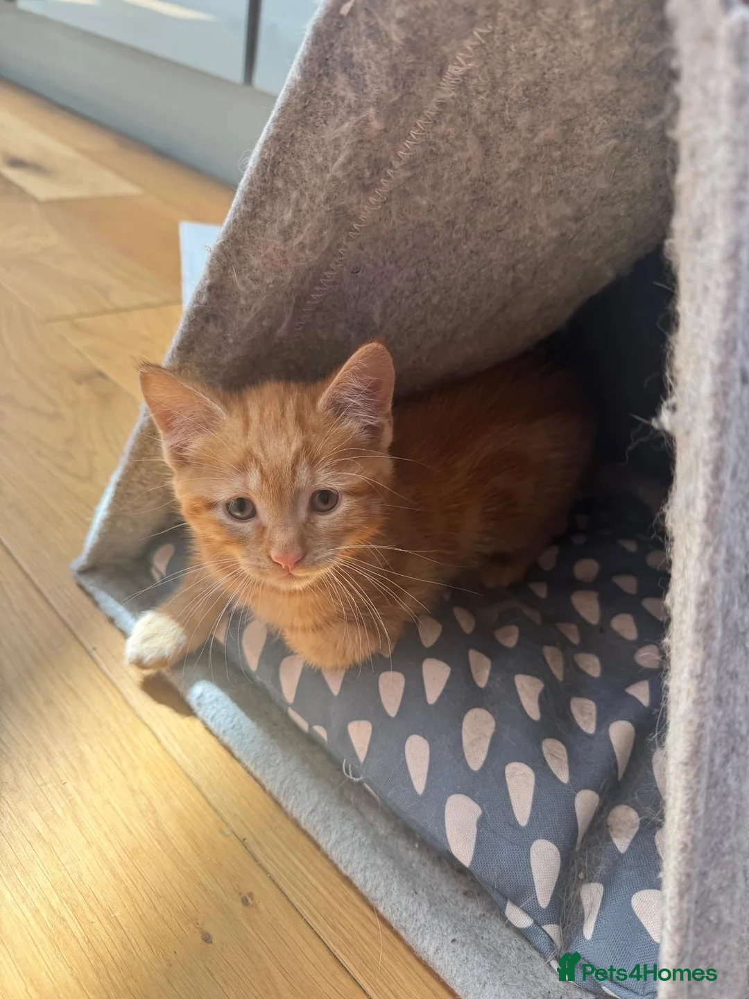 Mixed Breed cats for sale: Kittens looking for forever home in Glasgow - Advert 16