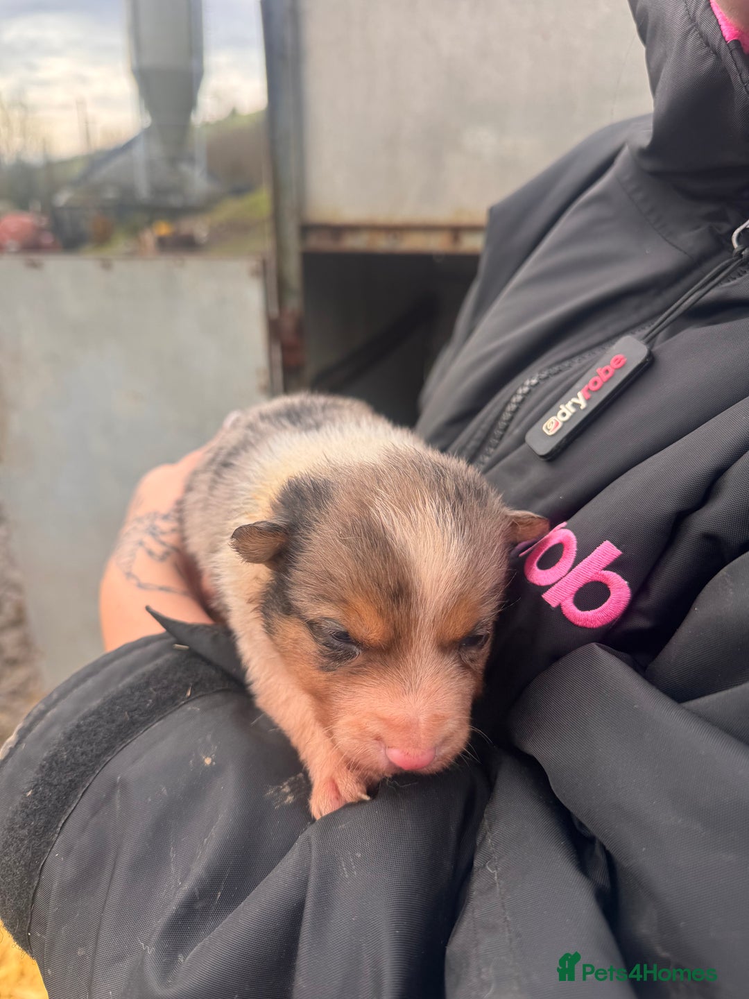 Border Collie dogs for sale: Blue merle collies - Advert 5