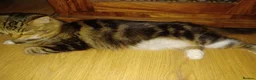 Maine Coon cats for sale: Maincoons  - Advert 19