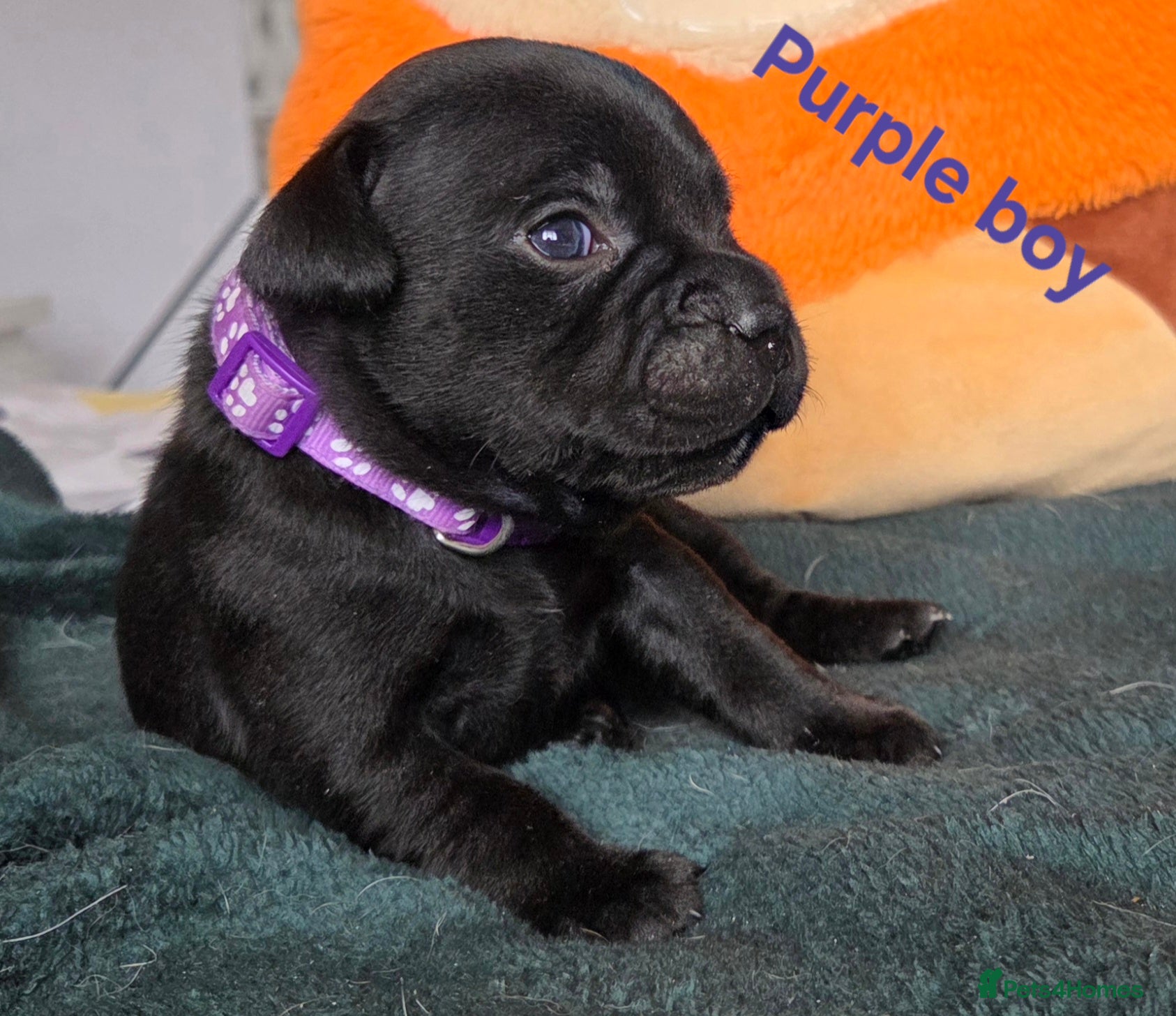 Staffordshire Bull Terrier dogs Show Quality Champions bloodline staffy puppies  - Advert 6