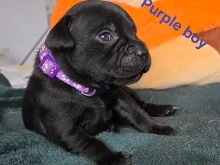 Staffordshire Bull Terrier dogs Show Quality Champions bloodline staffy puppies - Advert 6