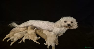 Poochon dogs Poochon Puppies 🐩🐾 - Advert 11