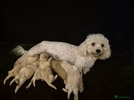 Poochon dogs Poochon Puppies 🐩🐾 - Advert 11