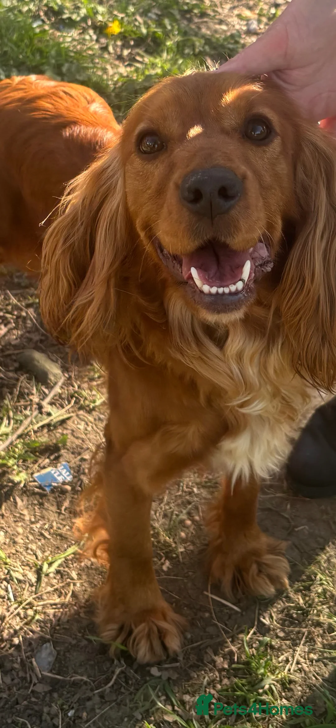 Cockapoo dogs for sale: Bella’s beautiful cockatoo puppies - Advert 12