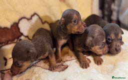 Jack Russell dogs for sale: Much Wenlock stunning miniature puppy  - Advert 30