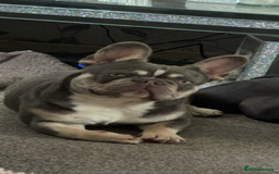 French Bulldog dogs for sale: Male Lilac tri French bulldog  - Image 3