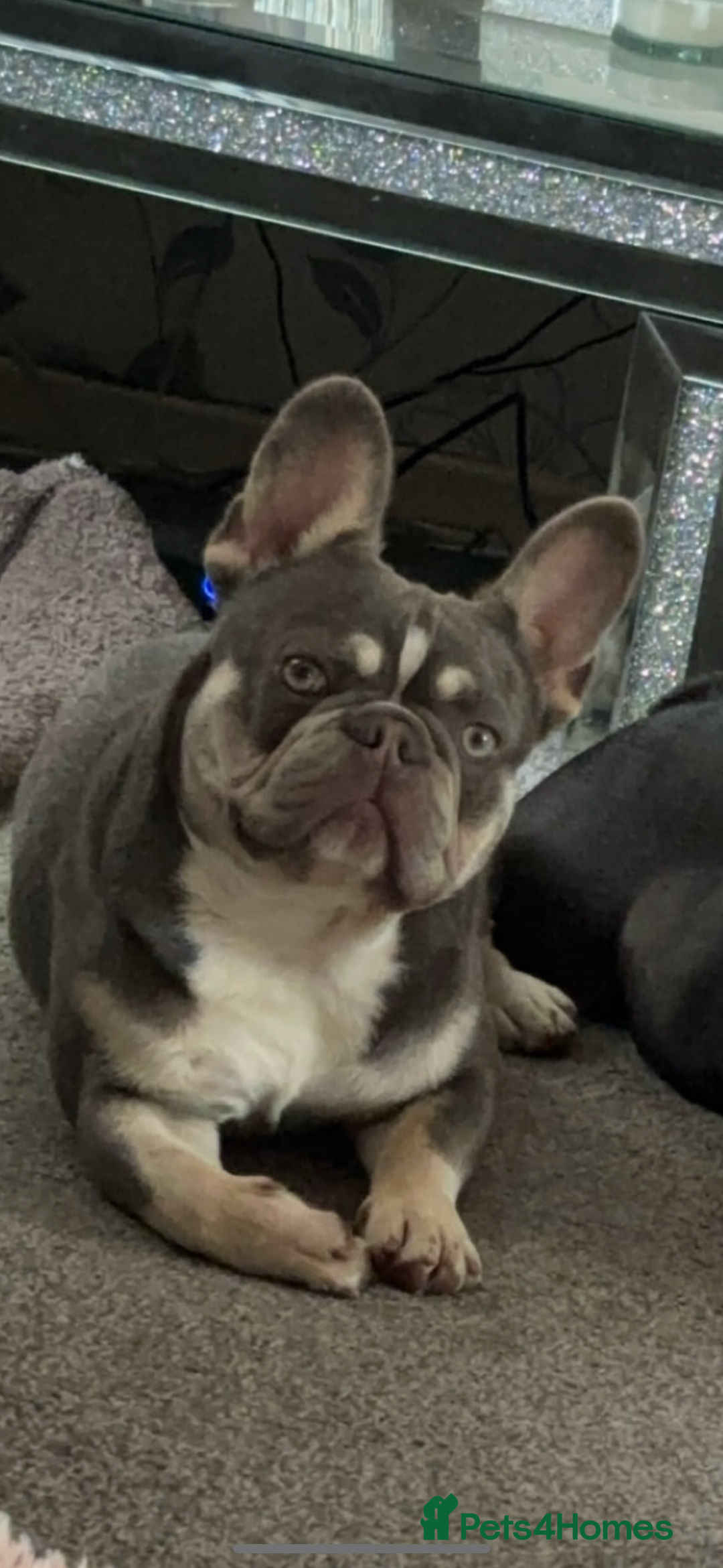 French Bulldog dogs for sale: Male Lilac tri French bulldog  - Image 3