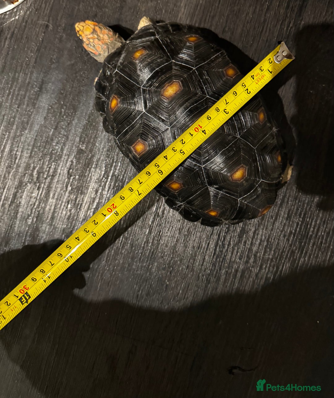 Tortoise reptiles for sale: Redfoot tortoise and enclosure all in - Advert 5