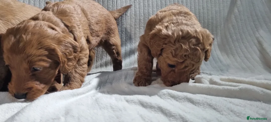 Labradoodle dogs for sale: Labradoodle Fox Red ❤️ Health Check - Advert 17