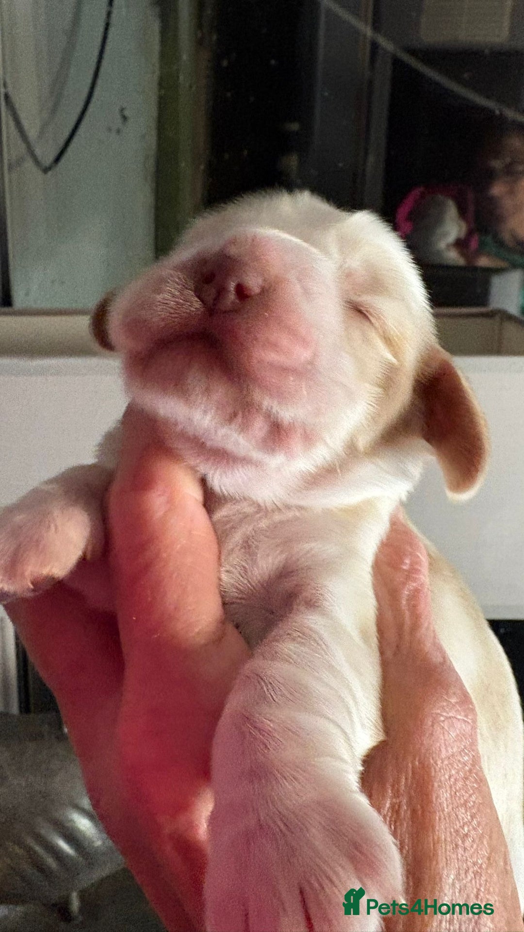 Cocker Spaniel dogs for sale: Show cocker spaniel pups - Advert 5