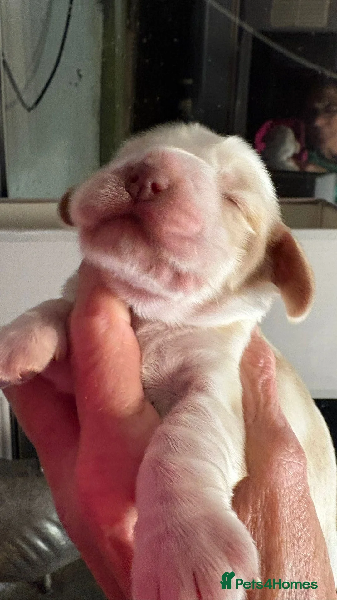 Cocker Spaniel dogs for sale: Show cocker spaniel pups - Advert 14