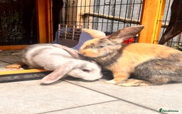 Mixed Breed rabbits for sale: Well-cared-for bunnies now available 🐇 - Image 7