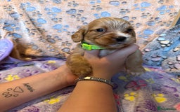 Cocker Spaniel dogs for sale: COCKER SPANIEL LITTER OF 9 IN SCARBOROUGH  - Image 10